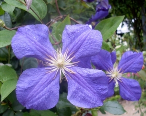 Clematis  (c) TheFemmeADDon